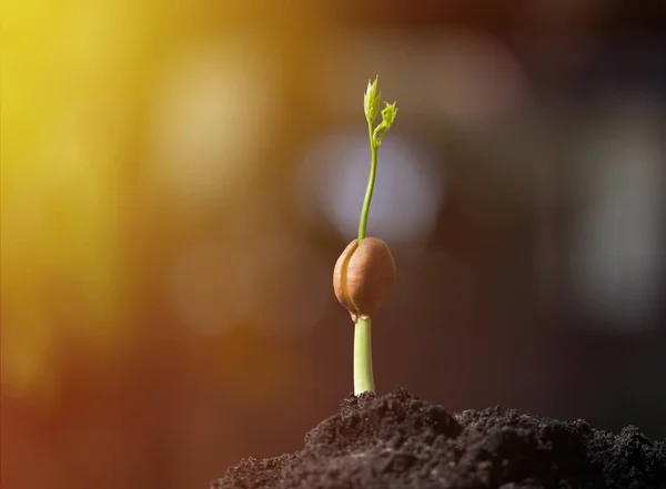 Planta de germeni tineri care crește din semințe — Fotografie, imagine de stoc
