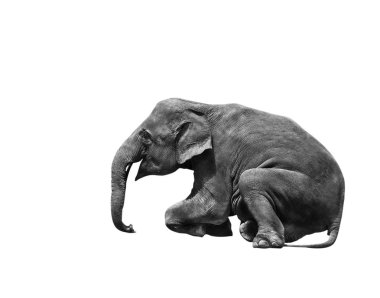 young asia elephant sitting show  clipart