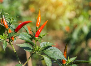 kırmızı sıcak biber ağacı üzerinde