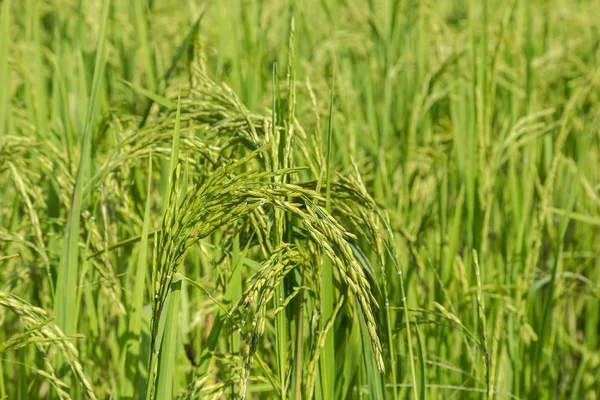 Giovane spiga di riso gelsomino che cresce in piantagione risaia campo verde — Foto Stock