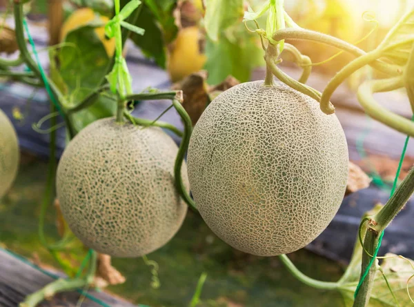 young yellow melon or japanness melon or canary melon or green melon or cantaloupe melon hanging on tree growing in greenhouse