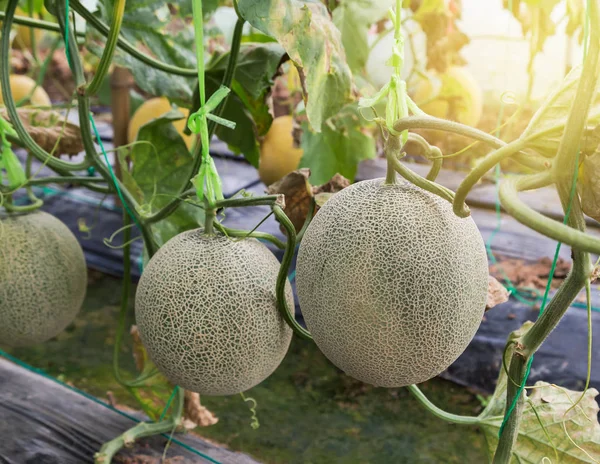 young yellow melon or japanness melon or canary melon or green melon or cantaloupe melon hanging on tree growing in greenhouse