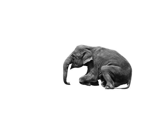 Joven asia elefante sentado espectáculo — Foto de Stock