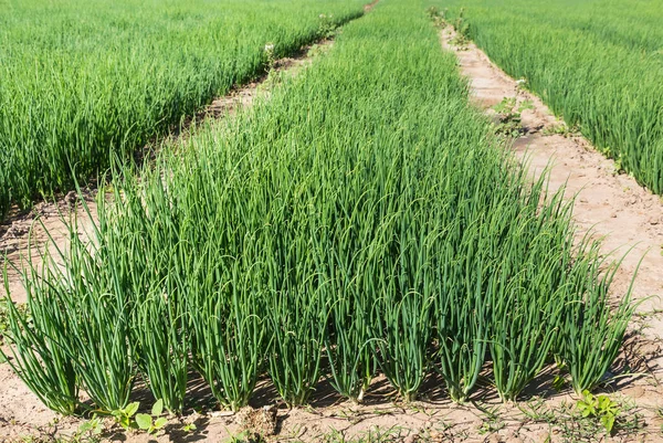 Hojas jóvenes verdes plantas de cebolla primaveral en granja de plantación —  Fotos de Stock