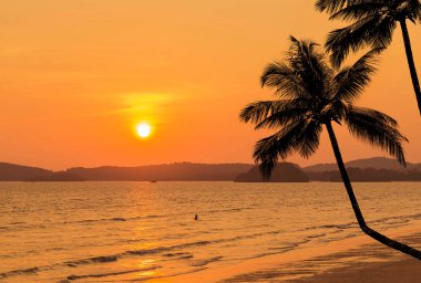 siluet coconut palm ağaçlar tropikal plaj 