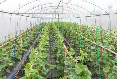 japanness kavun ya da yeşil kavun ya da kavun karpuz bitkiler serada genç Fideler 