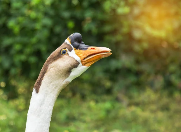 Zblízka hlavou čínská Husa domácí — Stock fotografie