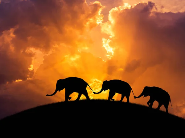 Silueta elefantes relación con tronco mantenga la cola de la familia caminando al atardecer — Foto de Stock