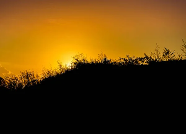 树上夕阳剪影草坡山 — 图库照片