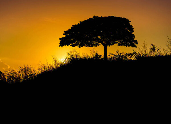 Silhouette grassy slopes hill with tree in the golden light on sunset