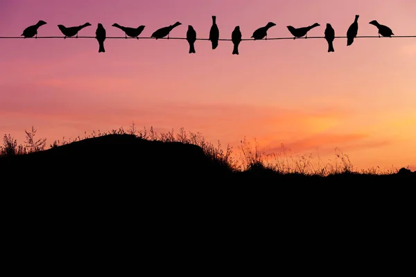 剪影群麻雀在日落 — 图库照片