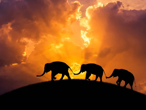 Silhouette elephants relationship with trunk hold family tail walking on sunset Stock Image