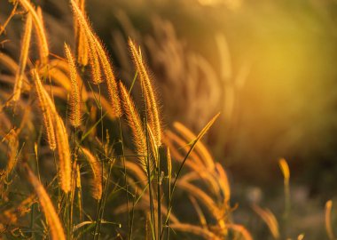 Sunset bulvarında çiçeklenme siluet tropikal çimen çiçek ya da setaceum pennisetum çeşme çim kapatın 