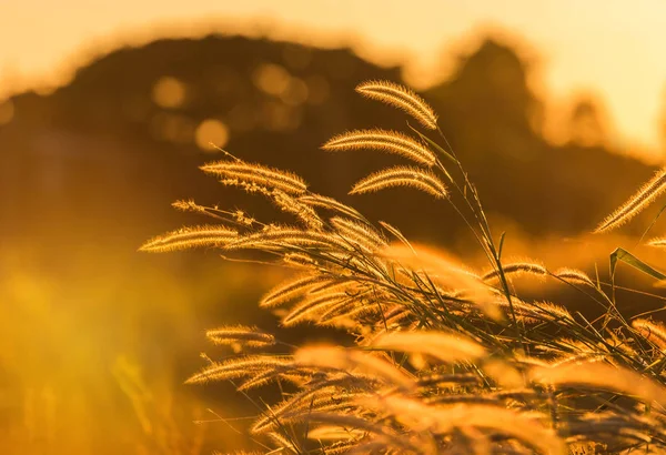 Close up silhouette tropical grass flower or setaceum pennisetum fountain grass blooming on sunset — Stock Photo, Image