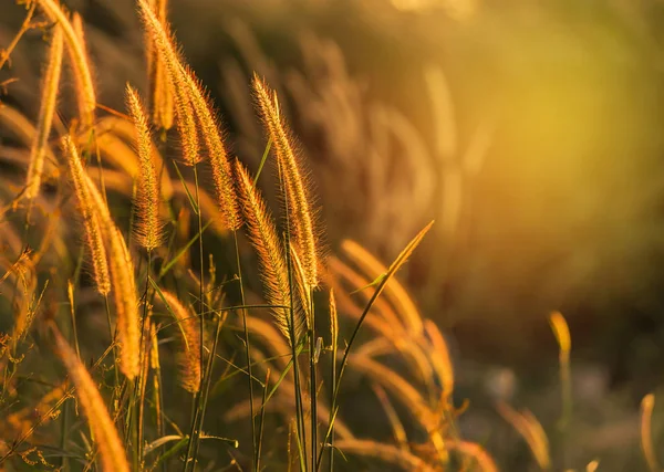 Sunset bulvarında çiçeklenme siluet tropikal çimen çiçek ya da setaceum pennisetum çeşme çim kapatın 