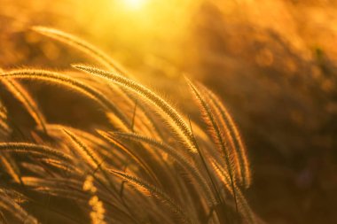 Sunset bulvarında çiçeklenme siluet tropikal çimen çiçek ya da setaceum pennisetum çeşme çim kapatın 