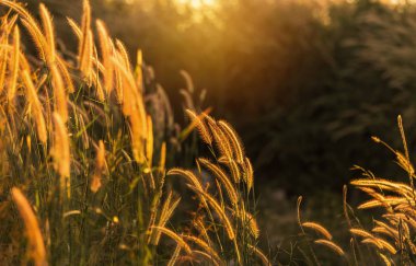 Sunset bulvarında çiçeklenme siluet tropikal çimen çiçek ya da setaceum pennisetum çeşme çim kapatın 