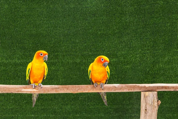 Nära håll solen conure papegoja fågel (Aratinga solstitialis) i buren sittande på en gren — Stockfoto