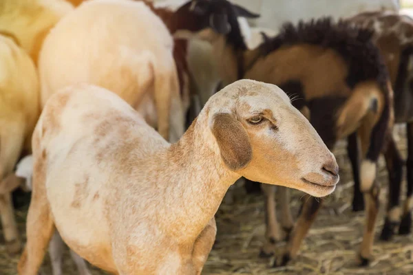 gruptaki genç kahverengi koyun