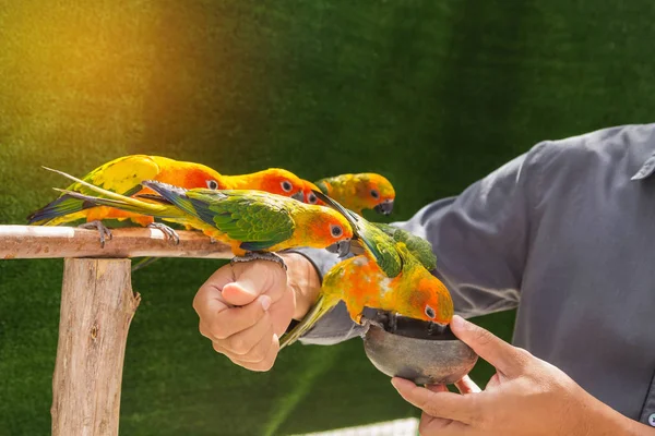 Conure sol loro aves comer alimentación en la mano — Foto de Stock