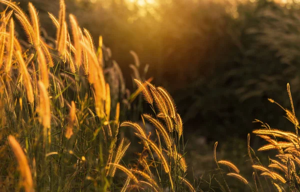Sunset bulvarında çiçeklenme siluet tropikal çimen çiçek ya da setaceum pennisetum çeşme çim kapatın 