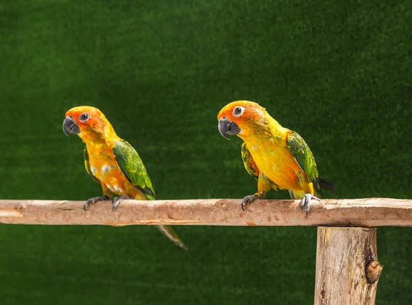 Acercamiento colorido sol conure loro aves (Aratinga solstitialis) de pie percha en la rama en la jaula — Foto de Stock