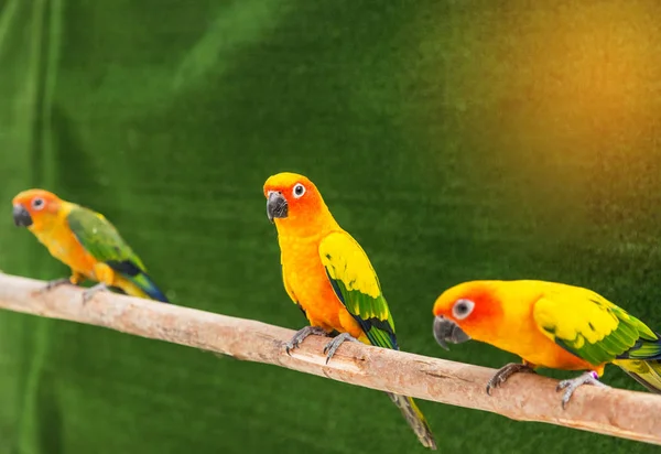 Acercamiento colorido sol conure loro aves (Aratinga solstitialis) de pie percha en la rama en la jaula  . — Foto de Stock