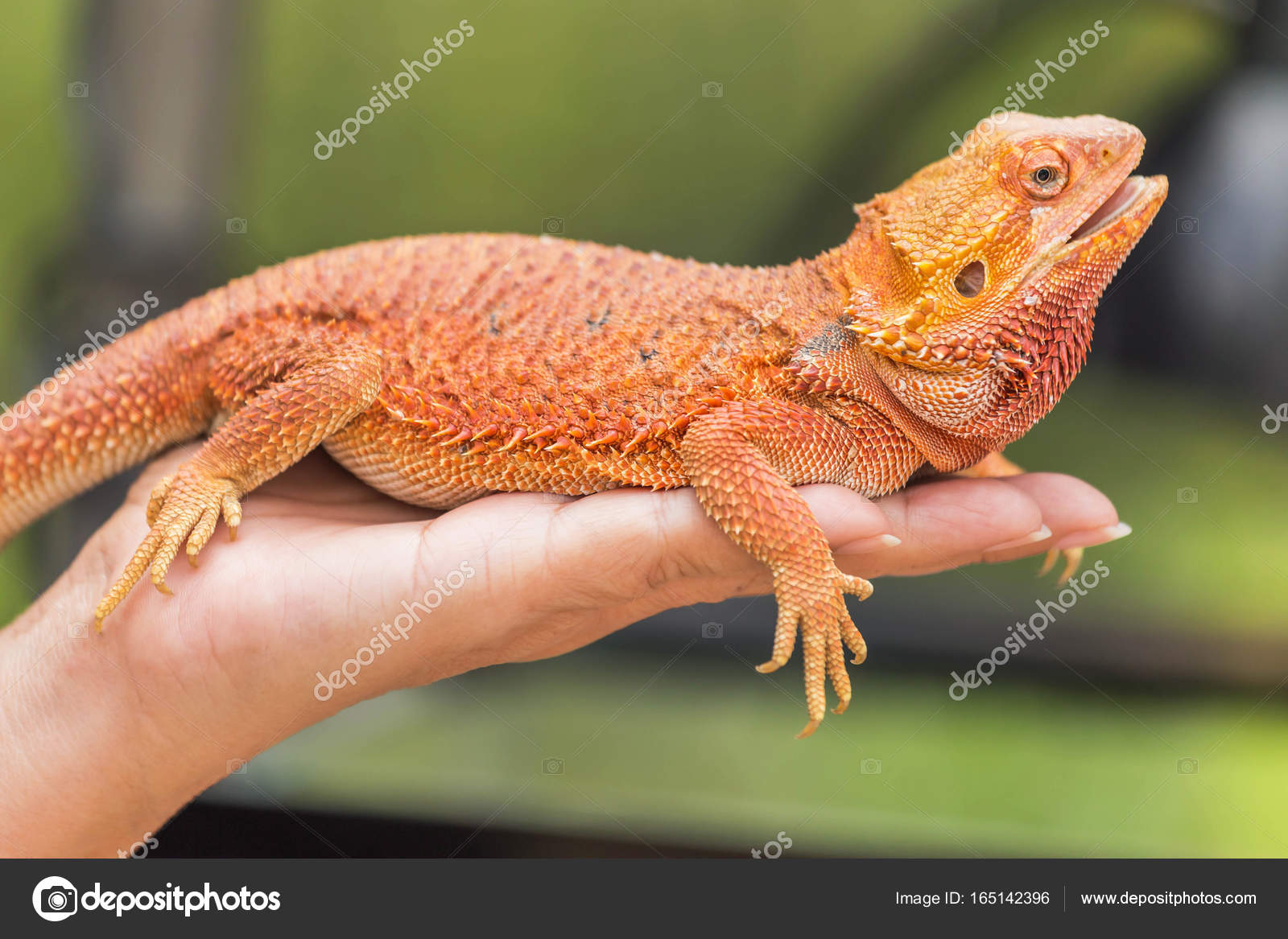 Nahaufnahme Bartagame (pogona vitticeps) australische Eidechse