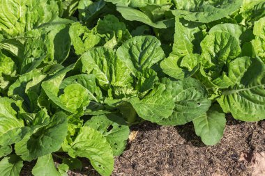 Çin lahanası ekimi alanı