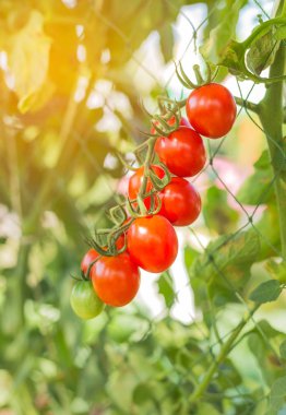 Kırmızı kiraz domates büyüyen organik tarım kapatın 