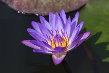 Gölde çiçeklenme menekşe lotus çiçekleri 