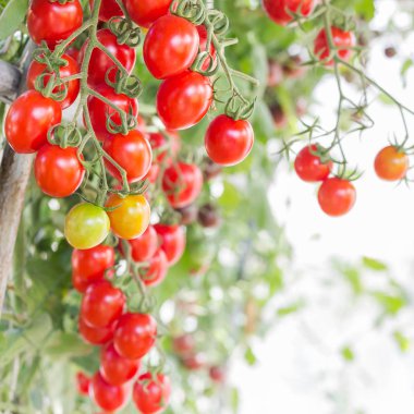 Kırmızı domates bahçede büyüyen kadar kapatın 