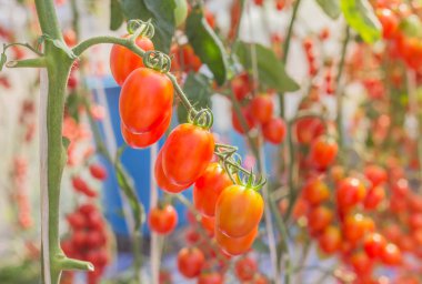 Kırmızı kiraz domates büyüyen organik tarım kapatın 