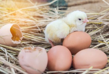 Paskalya bebek tavuk saman yuvadaki kırık yumurta kabuğu ile 