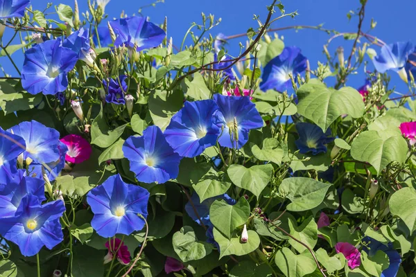 Голубые цветы утренней славы, взбирающиеся на стену — стоковое фото