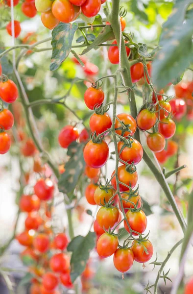 Закрыть красные помидоры, растущие в теплице — стоковое фото