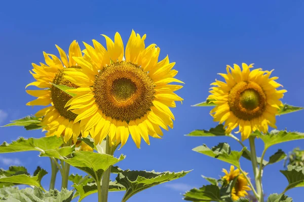 Zonnebloemen die bloeien met blauwe hemelachtergrond — Stockfoto