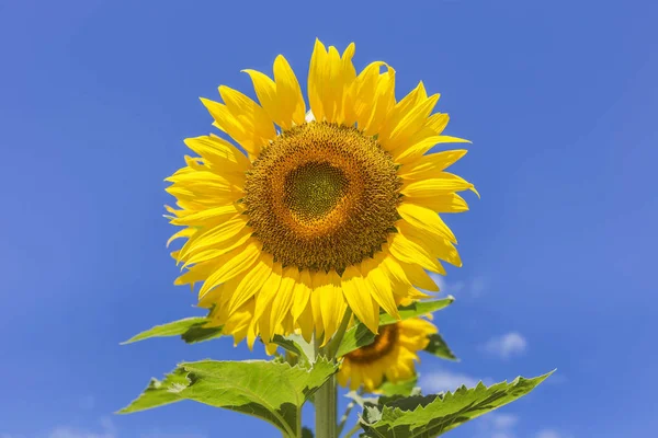 Zonnebloem bloeien met blauwe hemelachtergrond — Stockfoto