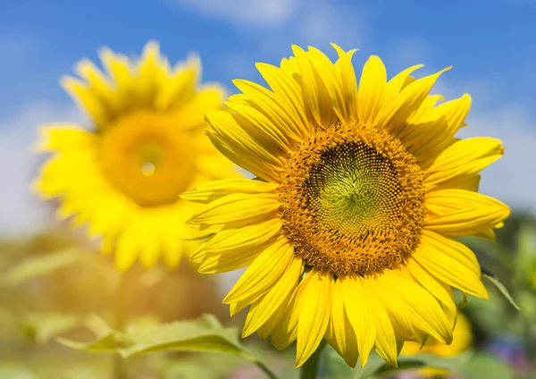 Zonnebloemen bloeien op het veld met blauwe hemelachtergrond — Stockfoto