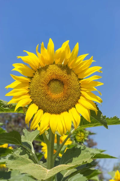 Zonnebloem bloeien in het veld op zonnige dag — Stockfoto