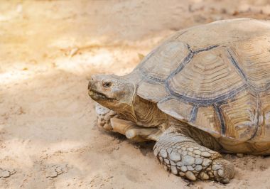 Sulcata kaplumbağa veya Afrika teşvik kaplumbağa (Geochelone sulcata kadar yakın)        