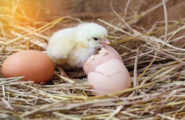Paskalya bebek tavuk saman yuvadaki kırık yumurta kabuğu ile 