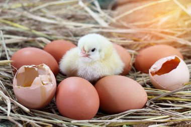 Paskalya bebek tavuk saman yuvadaki kırık yumurta kabuğu ile 