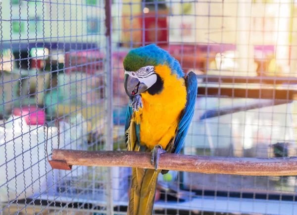 关闭蓝色和黄色金刚鹦鹉或蓝色和金鹦鹉鸟站立栖在分支 — 图库照片