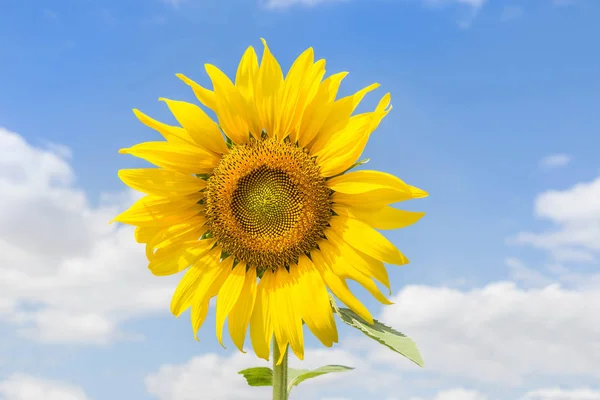 Zonnebloem bloeien op de blauwe hemelachtergrond — Stockfoto