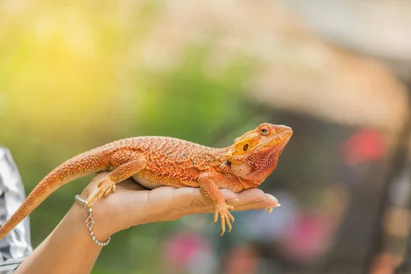 Sakallı Ejder (Pogona Vitticeps) Avustralya kertenkele kadar kapatın 