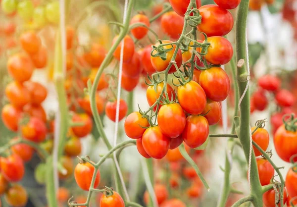 Close up tomates cereja vermelho crescendo na fazenda orgânica — Fotografia de Stock