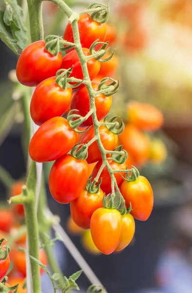Крупный план красные помидоры висят на деревьях — стоковое фото