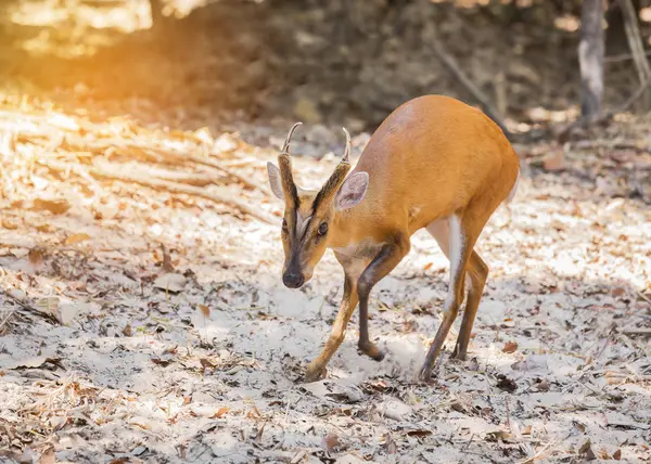 Cerca de ciervos jóvenes ladrando (Muntiacus muntjak) animal salvaje — Foto de Stock