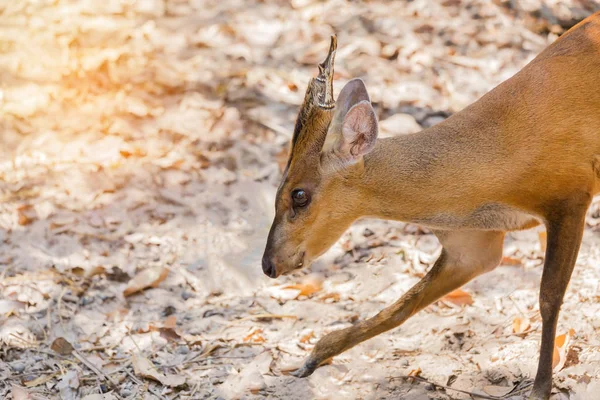 Cerca de ciervos jóvenes ladrando (Muntiacus muntjak) animal salvaje — Foto de Stock